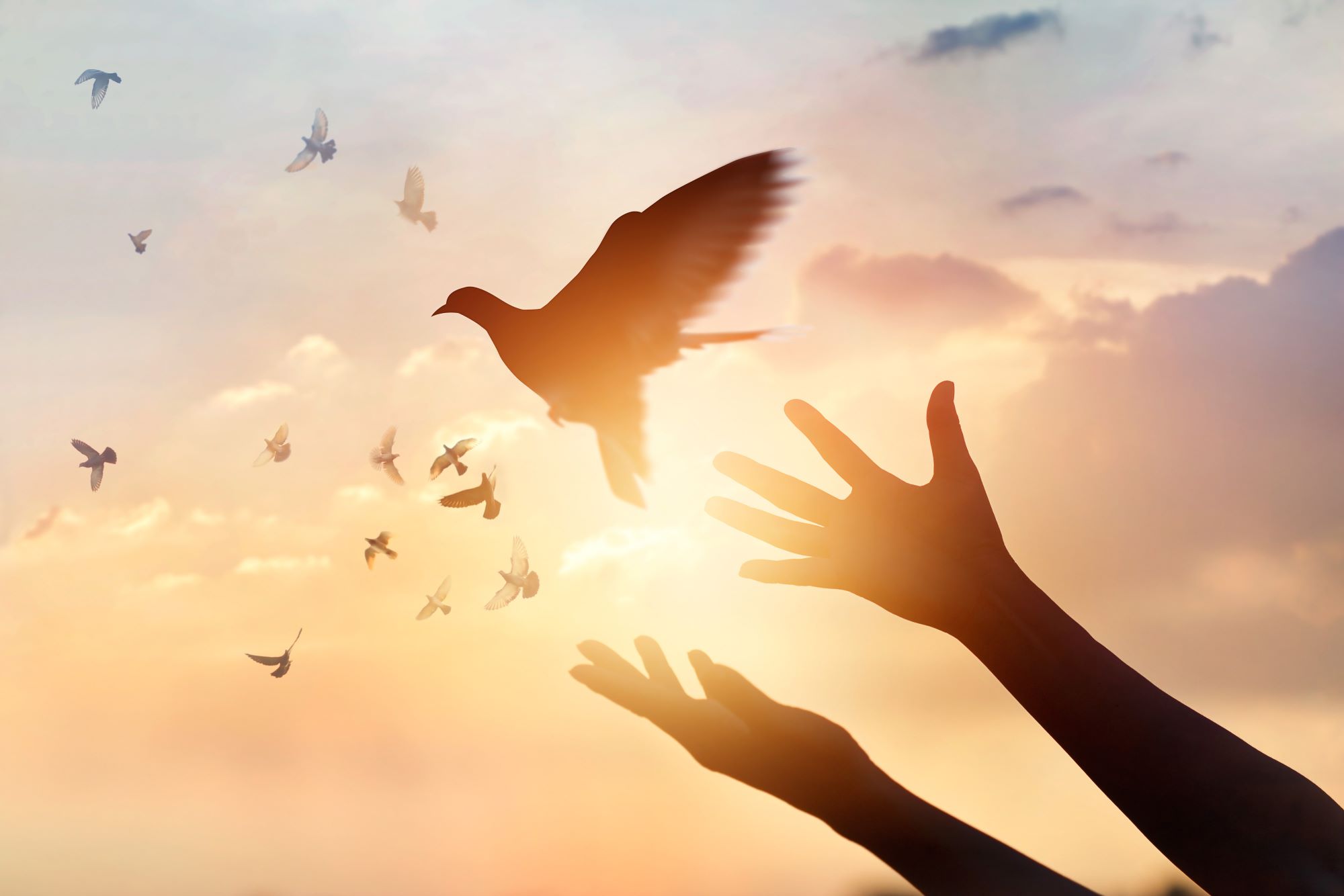 bird free SMALL by Pop Tika from Shutterstock