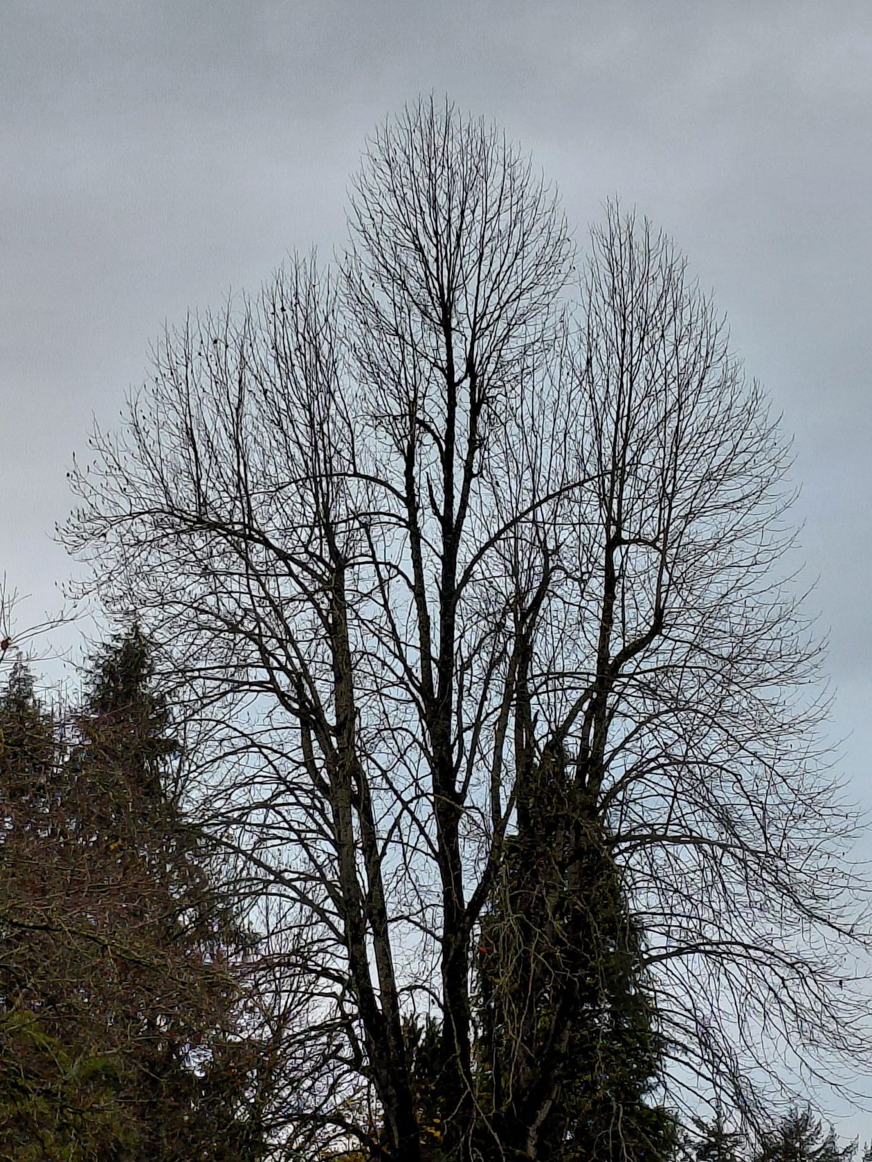 Westminster Abbey Nov 2025 MEDIUM (2)