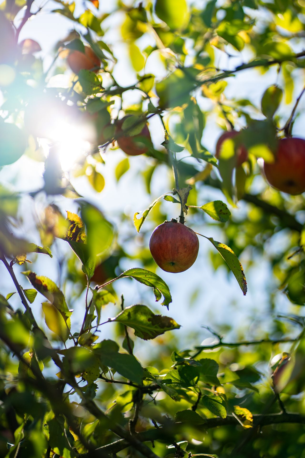 apple tree by Butwhosamy from Pexels